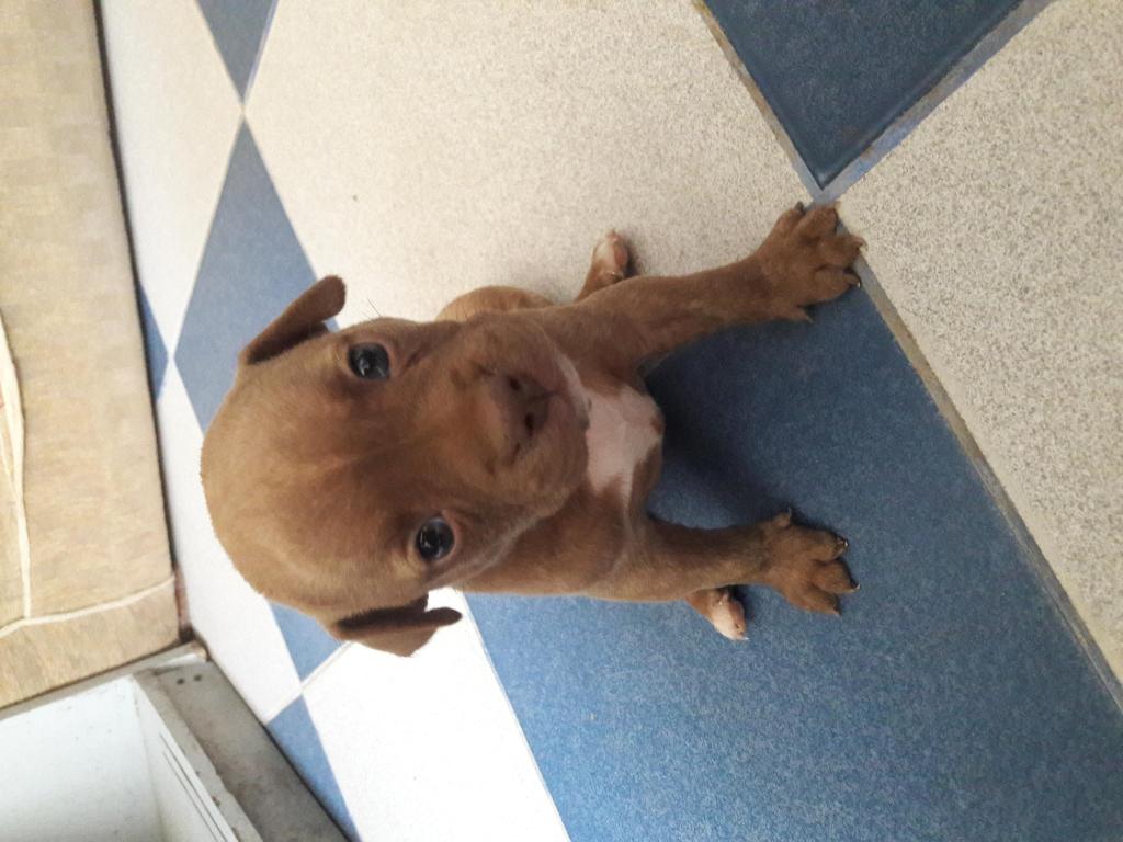 Vendo perritos pitbull con bullig interesados llamar