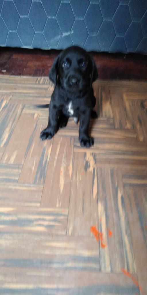 Venta Hermosos Labradores