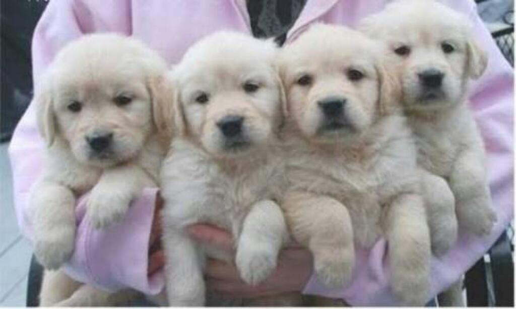 Venta de Cachorros Golden Retrievers