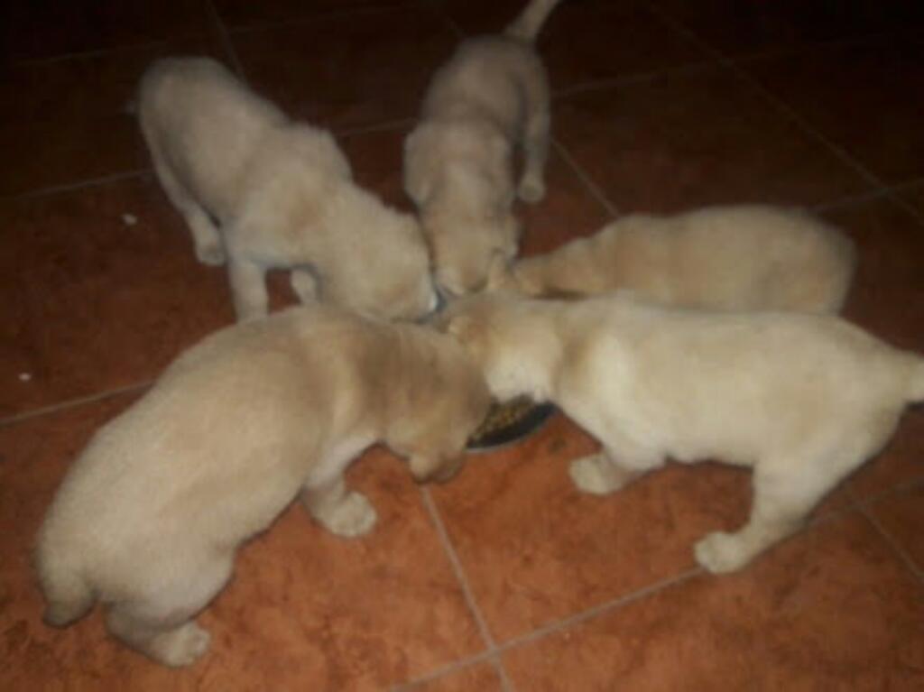 Venta de Cachorros Labradores