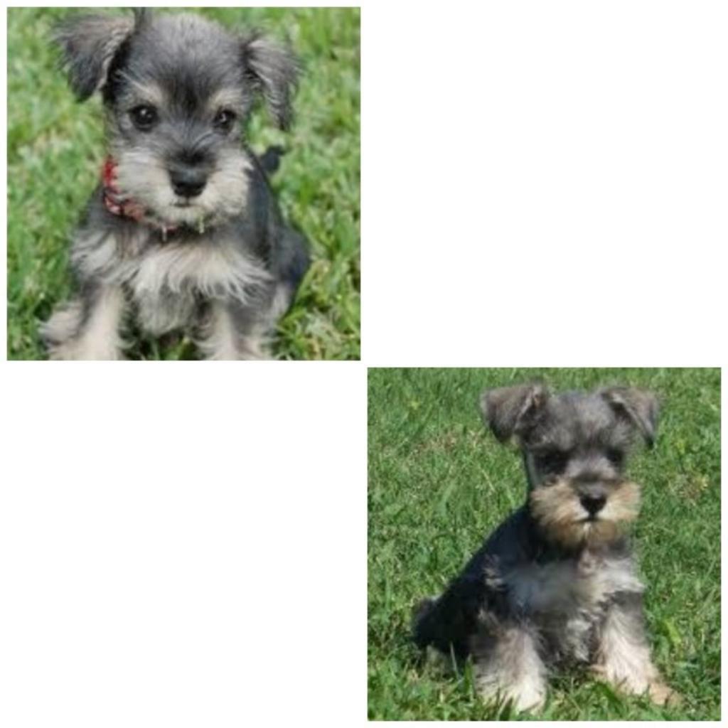 Venta de Schnauzer Mini Toy