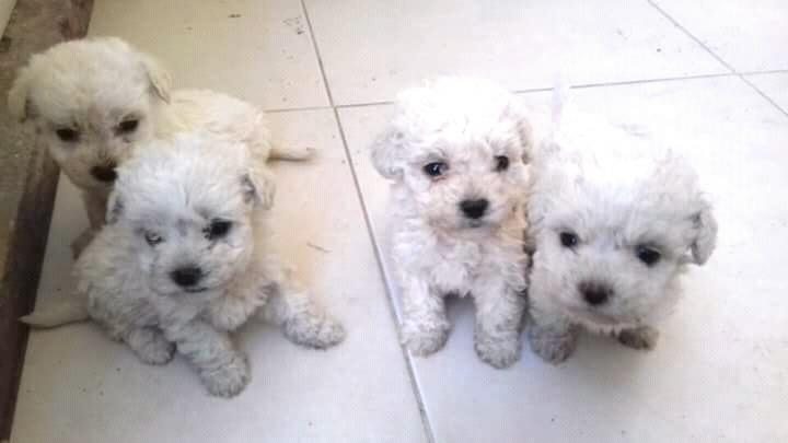 cachorro poodle hermosos