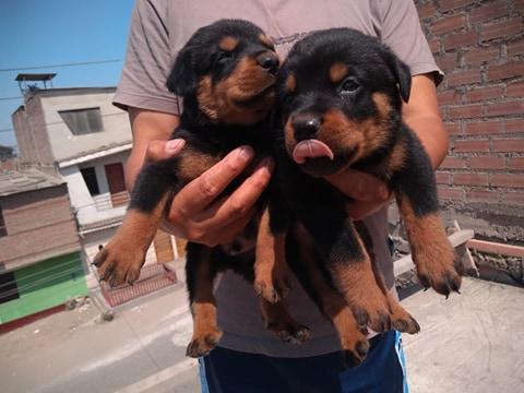 cachorro rottweiler