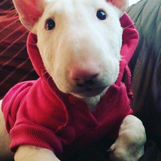 deseo adoptar un bullterrier