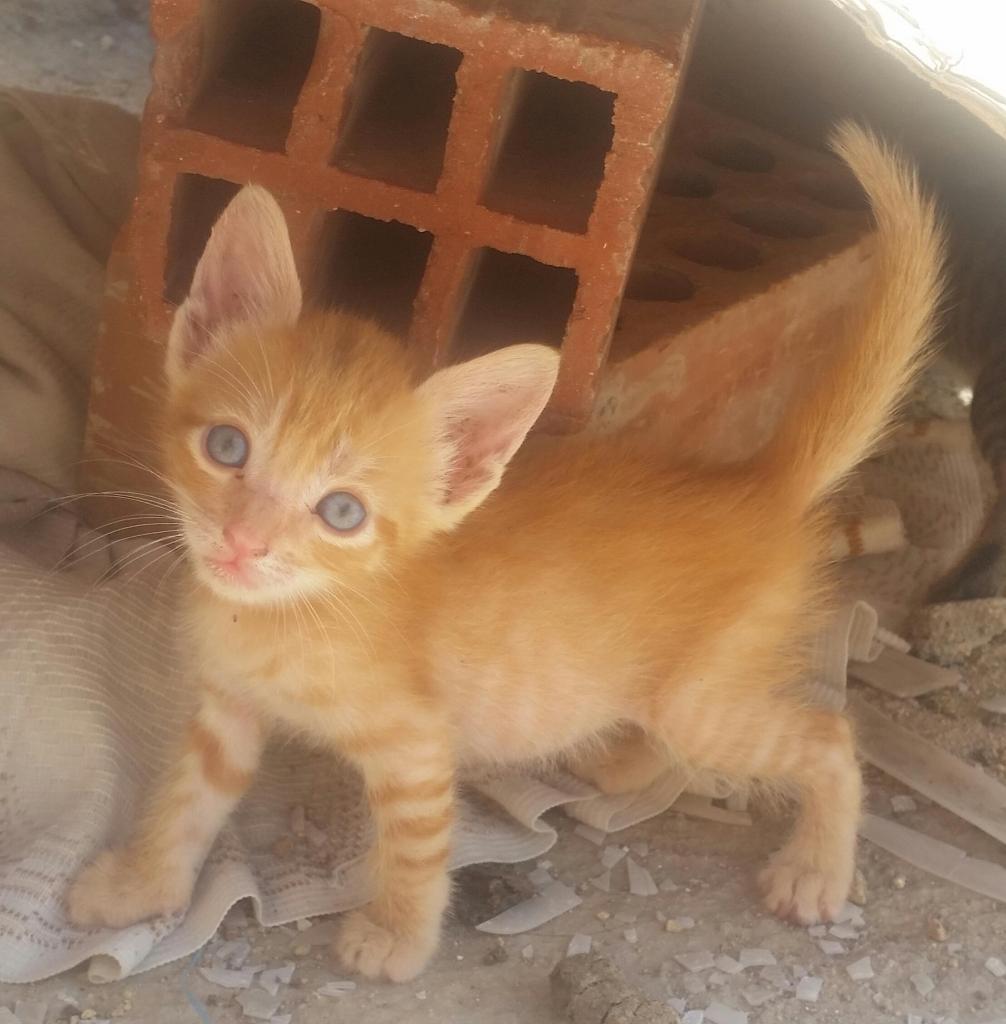 se dan en adopcion gatitos