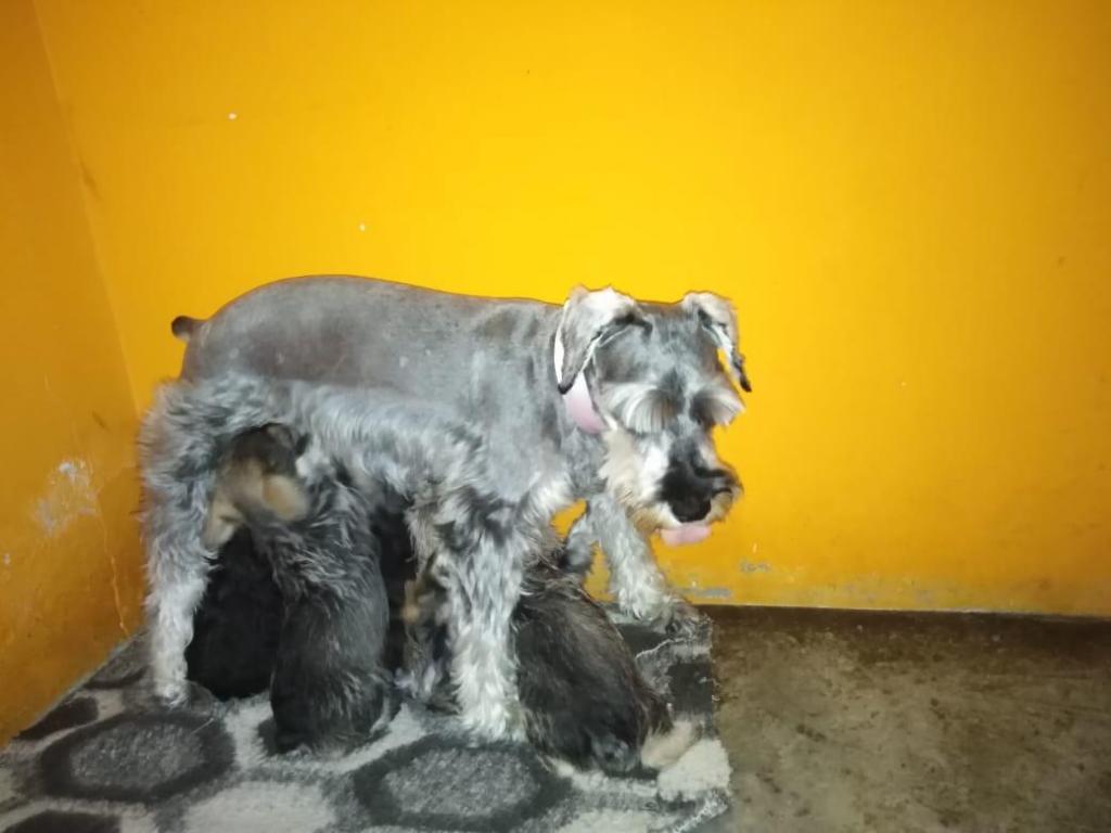 vendo schnauzer toy snauzer