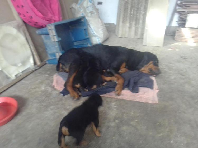 En venta Cachorros Rottweiler