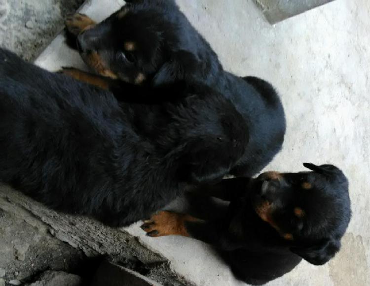 Rottweiler en Venta