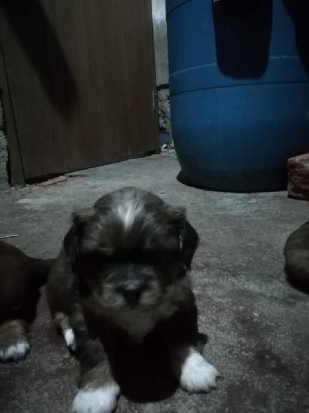 Vendo Lindos Cachorros de Raza Shih Tzu