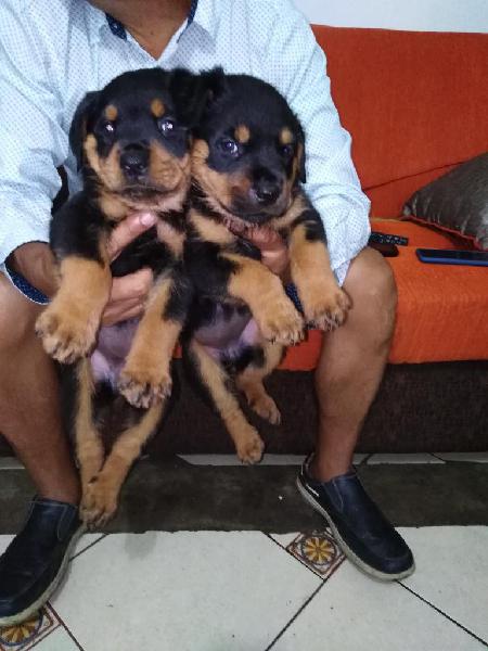 Vendo Lindos Rottweiler Alemán