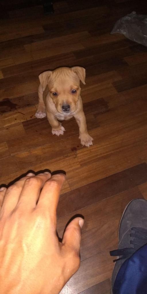 Cachorrita pitbull x bully