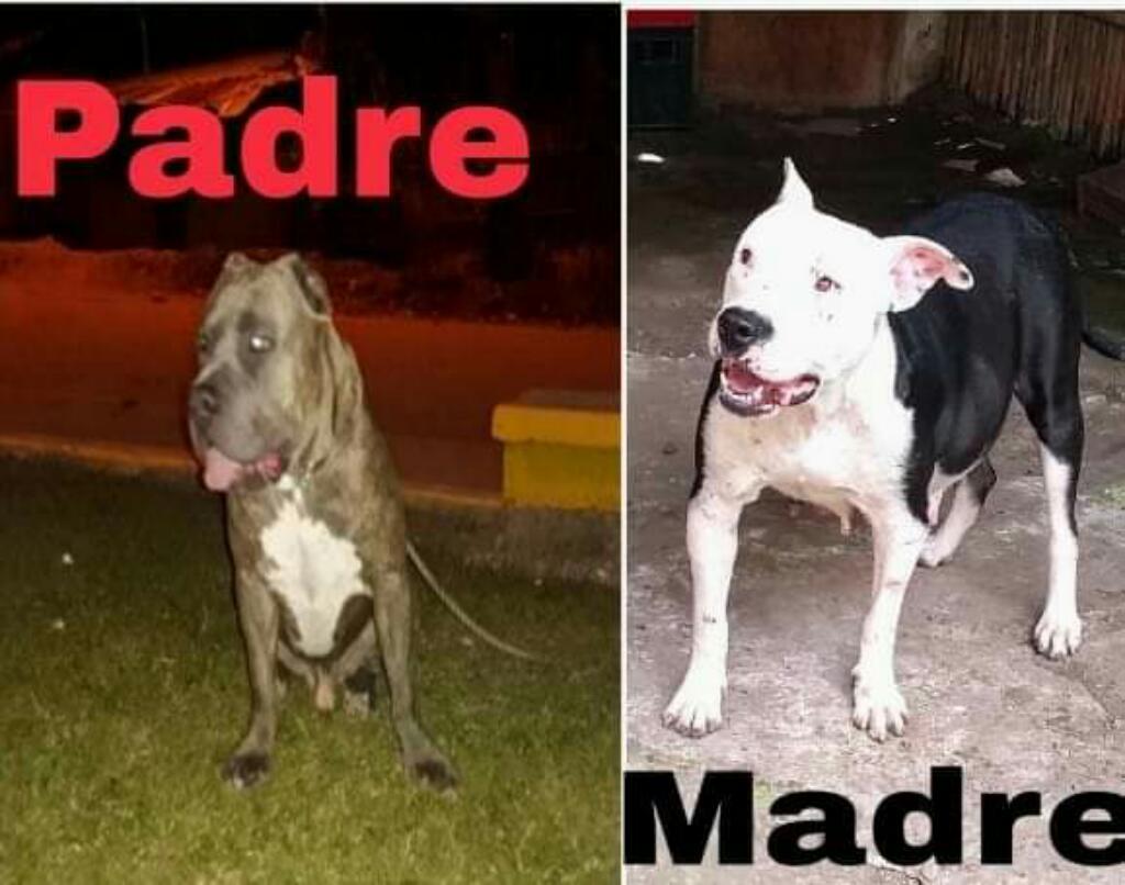 Cachorros Fusion Bully