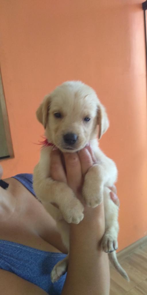Cachorros Labradores