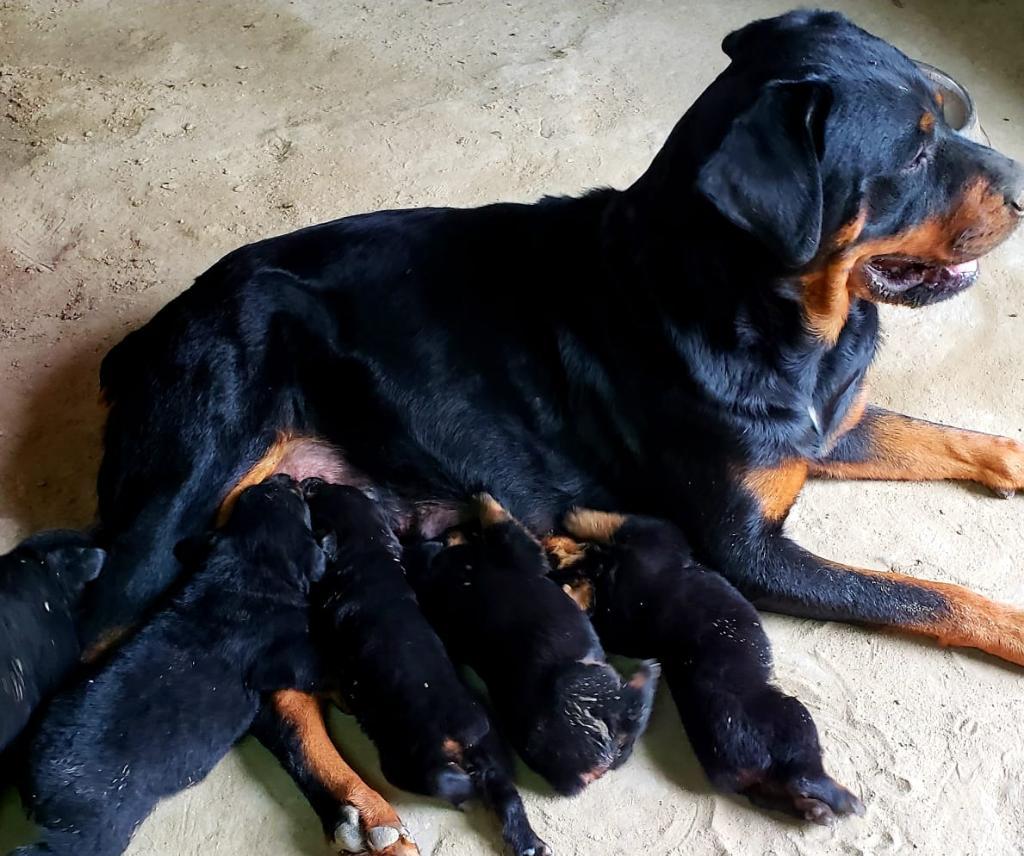 Cachorros Rottweiler