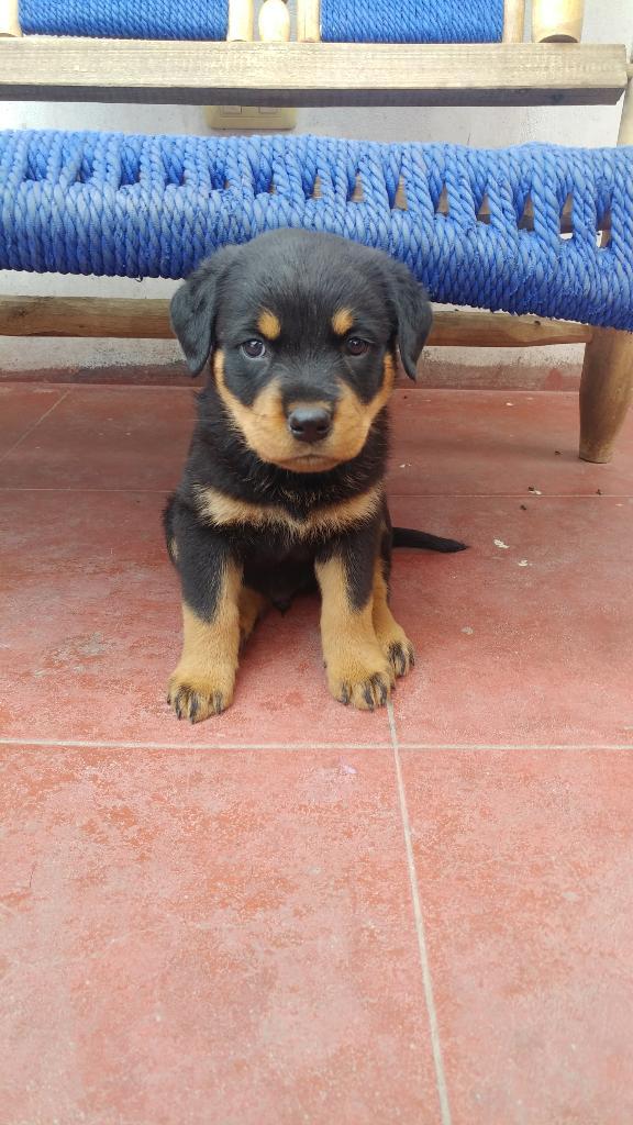 Cachorros Rottweiler