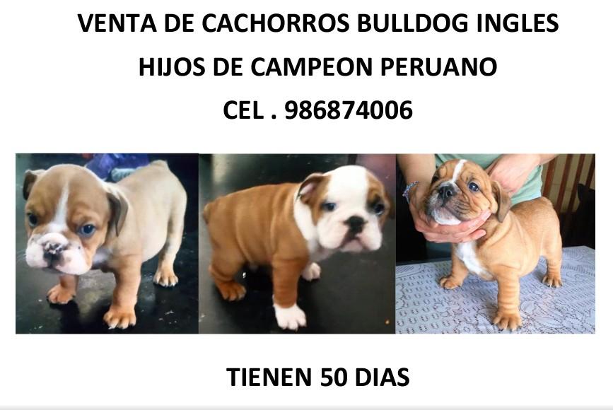 Cachorros bull dogs ingles todos machos