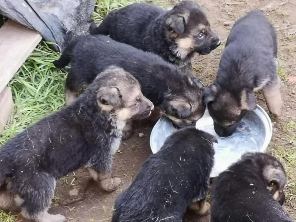 Cachorros pastor alemn