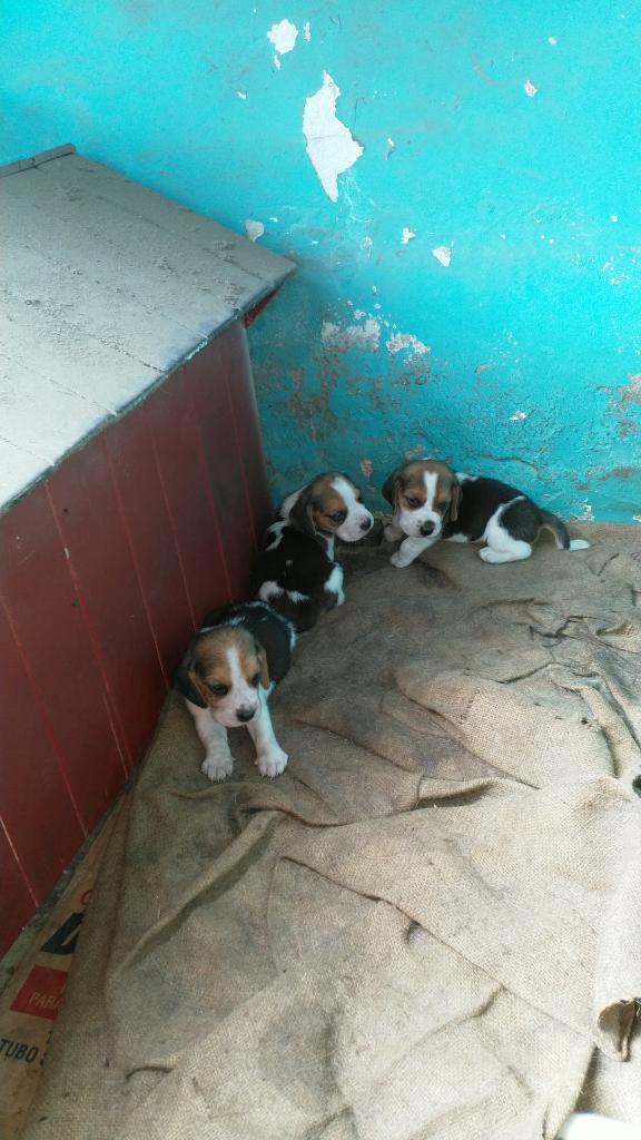 Cahorros Beagles 