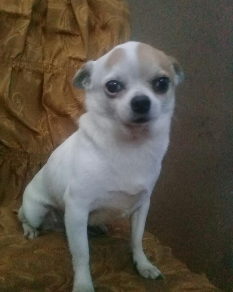 Chihuahua Monta