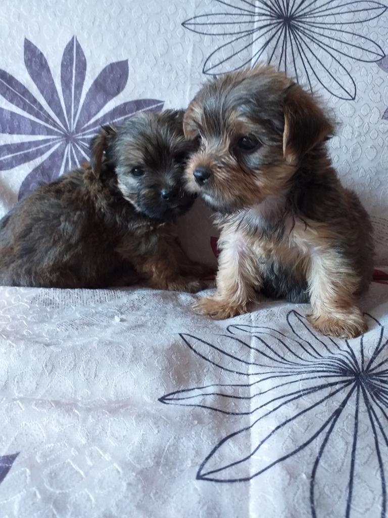 Lindas Perritas Yorki con Shitzu