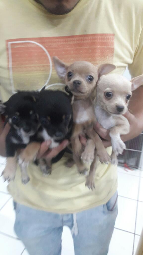 Preciosos Chihuahuas Toy