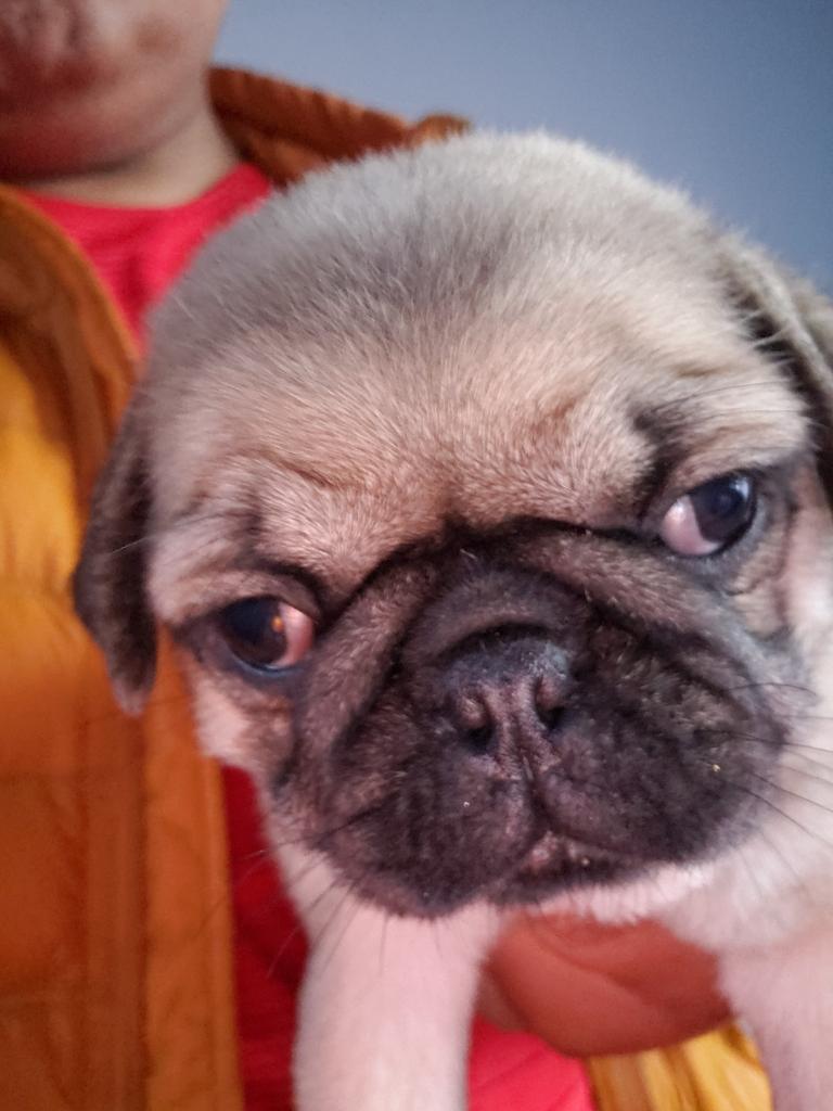 Pug Cachorro