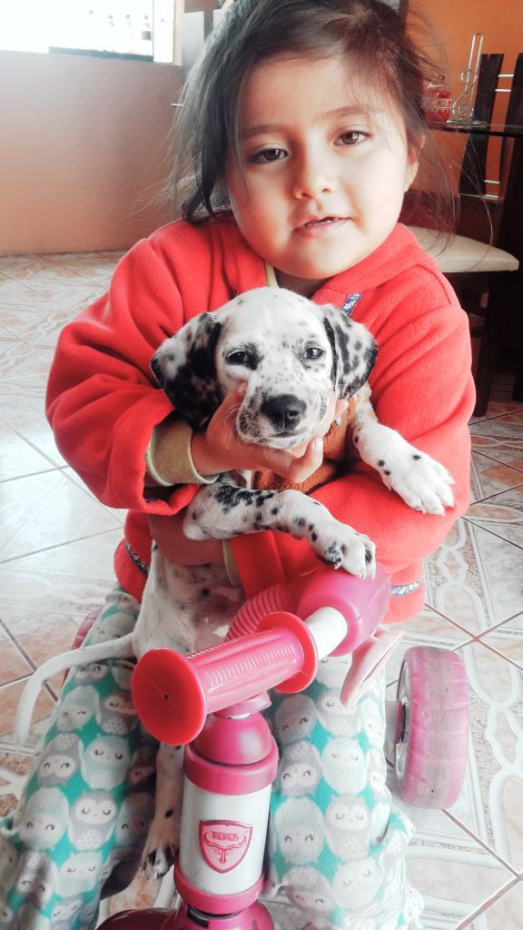 Se Vende Dalmata