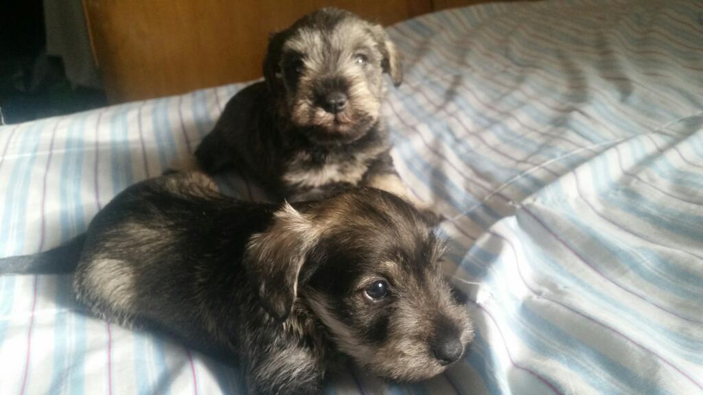 Vendo Cachorritos Schnauzer