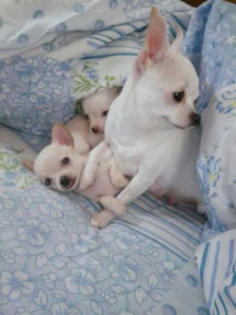 Vendo Chihuahuas Minitoyss