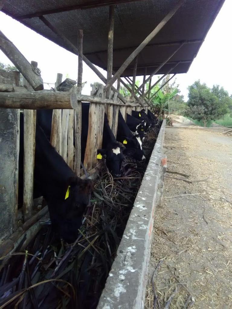 Vendo vacas lecheras