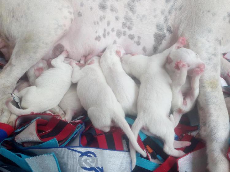 Dogo Argentino en venta marzo