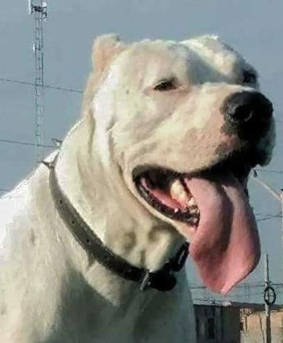El Gran Tyson Dogo Argentino brinda servicio de Studmonta