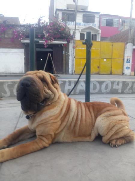 SERVICIO DE MONTA SHARPEI FULL ARRUGAS SHAR PEI PEDEGRE.