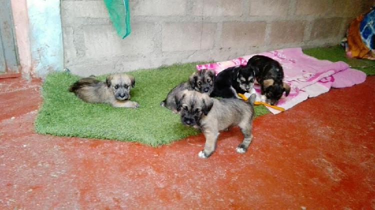 Cachorros Schnauzer