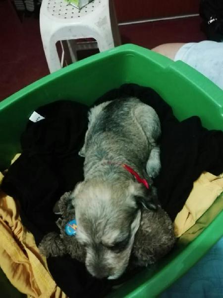 Remato Schnauzer por Viaje