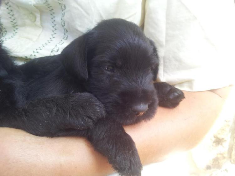 Schnauzer Miniatura Negritos