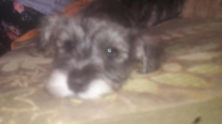 Se Vende Cachorro Schnauzer