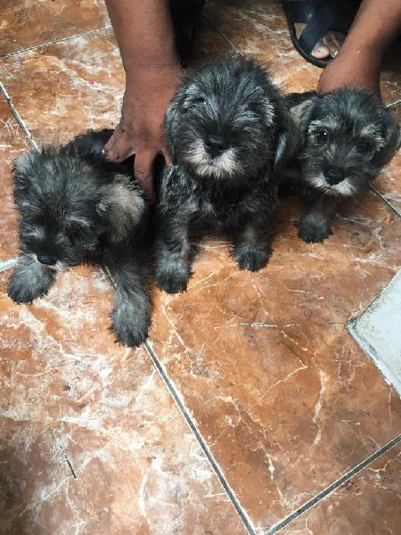 Se Vende Cachorros Schnauzer