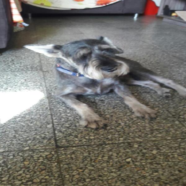 Servicio Monta Perro Schnauzer