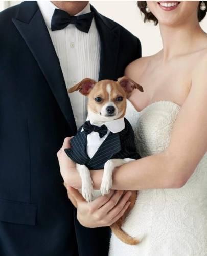 Ropa Para Perro Matrimonio Confección Con Excelente Acabado