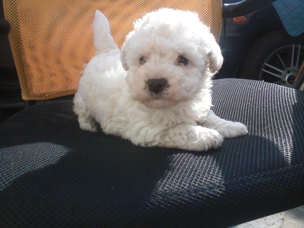 BICHON FRISE, CACHORROS ANTALERGICOS BLANCOS, CL.