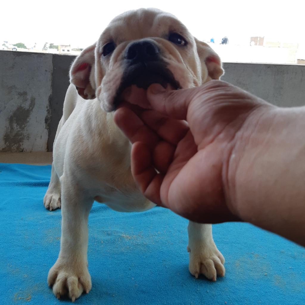 Bulldog Ingles Hembra 3 Meses Y Medio