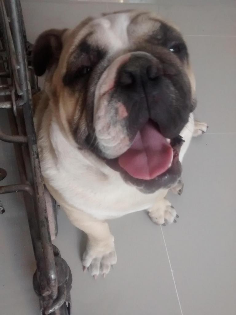 Bulldog ingless macho servio monta