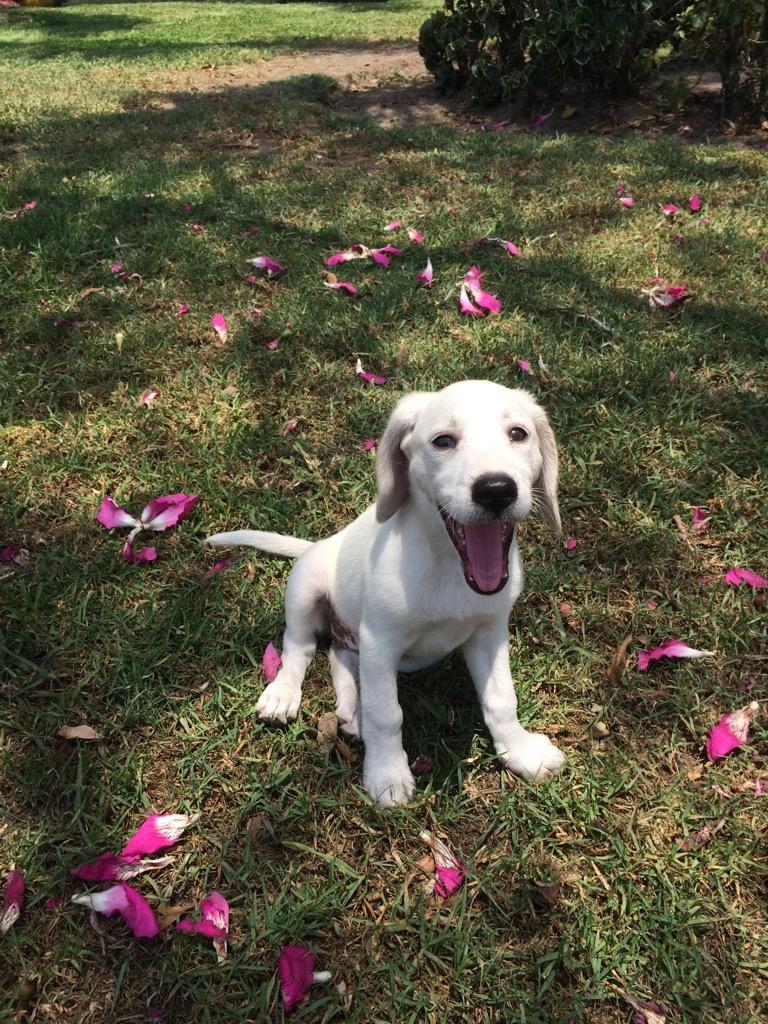 Cachorrita Beagle de 4 meses en Adopcion