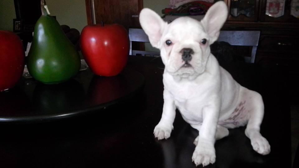 Cachorritos bulldog frances