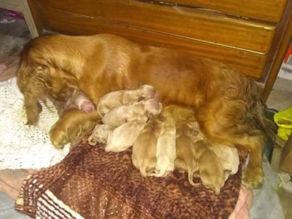 Cachorros Cockers Spaniel a 180 Soles