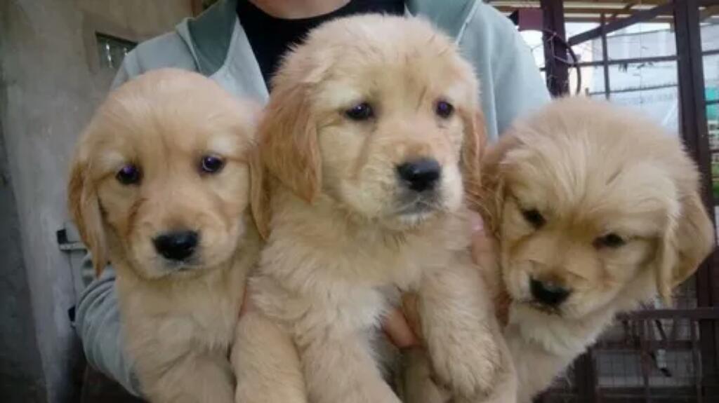 Cachorros Golden Retrievers