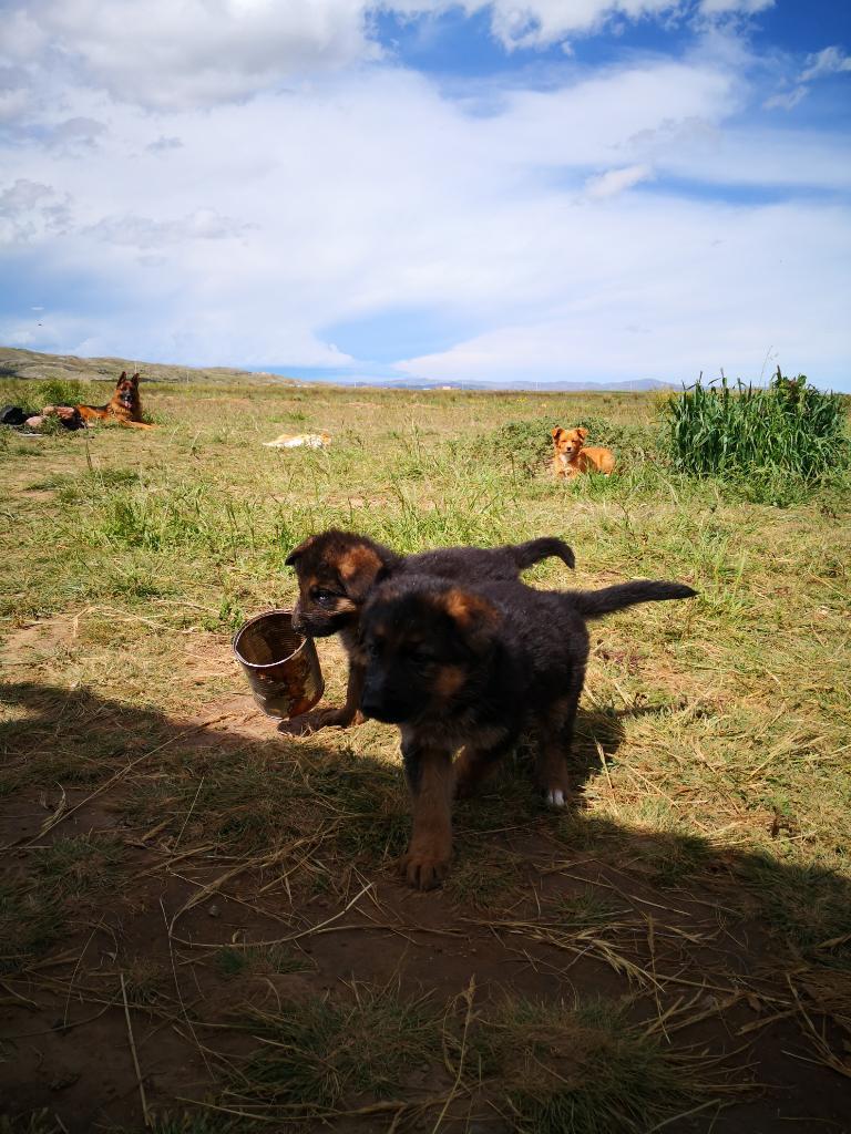 Cachorros Pastor Aleman