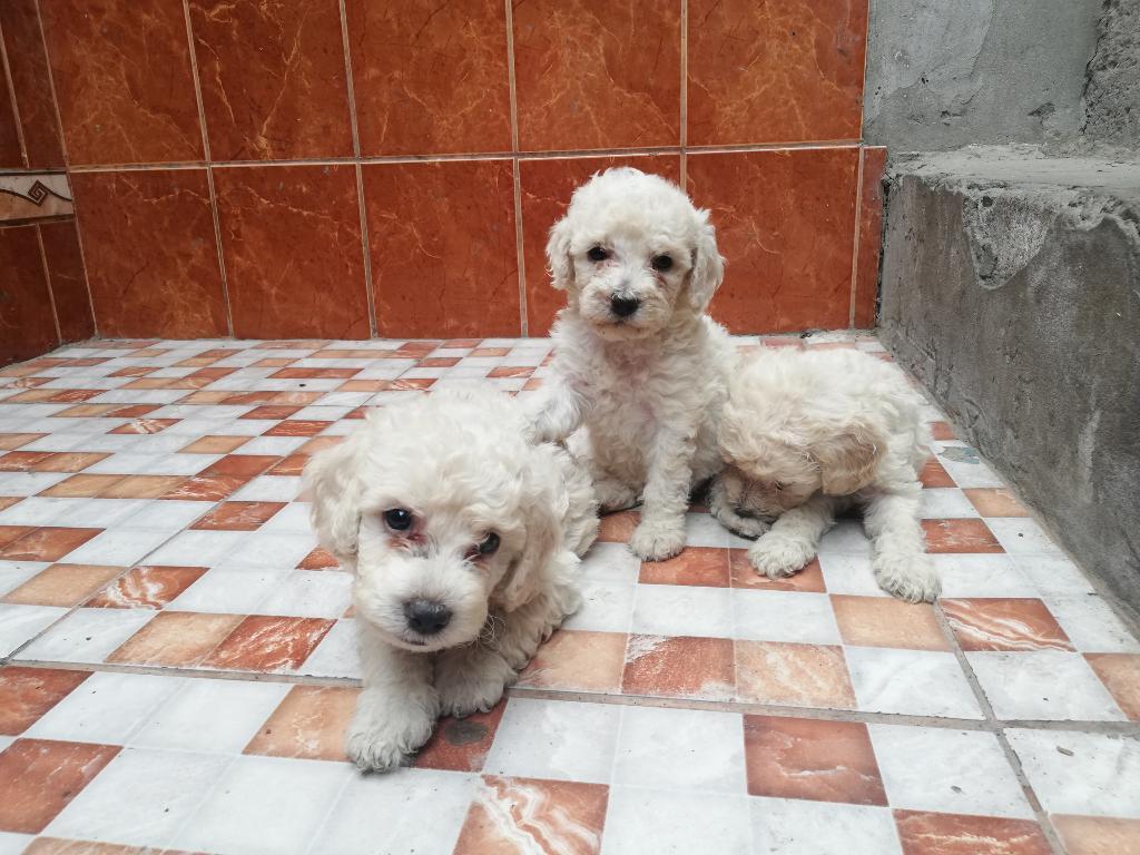 Cachorros Poodle Toy