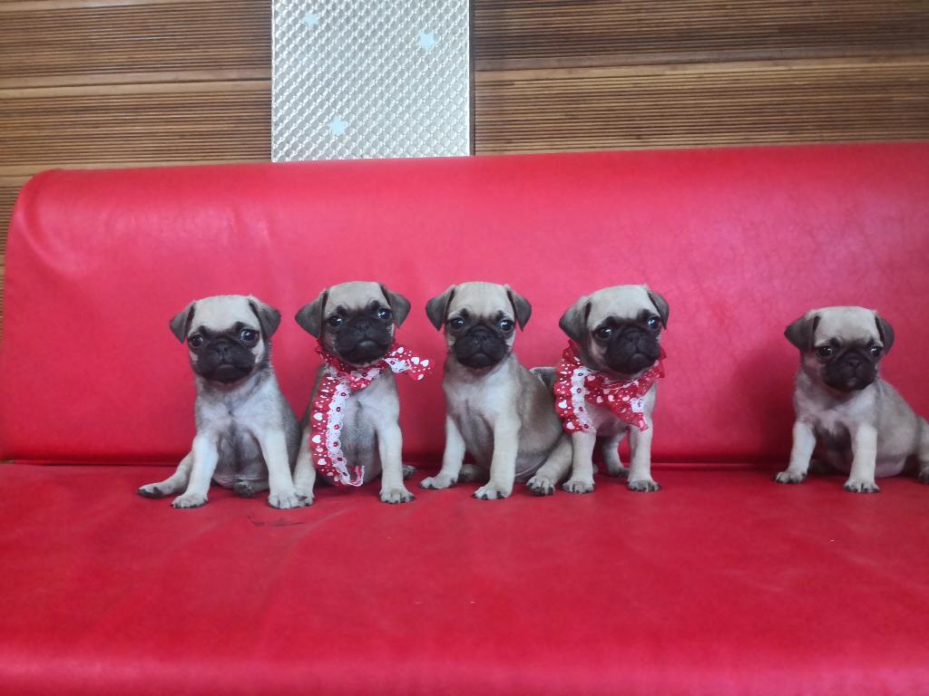 Cachorros Pugs